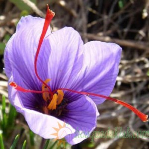 Lợi ích tuyệt vời của quả dâu tây với sức khỏe Lợi ích tuyệt vời của quả dâu tây với sức khỏe